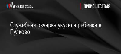 Служебная овчарка укусила ребенка в Пулково - ivbg.ru - Украина - Санкт-Петербург - Санкт-Петербург