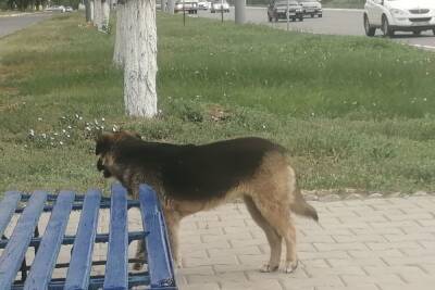 В Оренбурге кормление собак опасно для жизни - oren.mk.ru - Оренбург