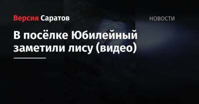 В посёлке Юбилейный заметили лису (видео) - nversia.ru - Саратов - Солнечный