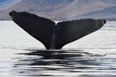 Ученые насчитали около 5 тысяч китов в дальневосточных морях - interfax-russia.ru - Владивосток