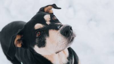 В Кузнецке назвали дату отлова первой бродячей собаки - penzainform.ru