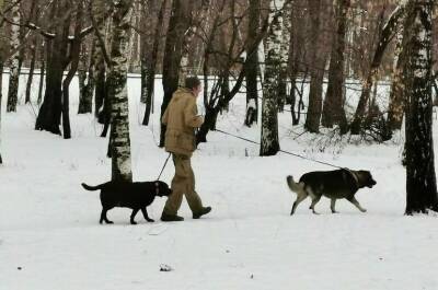 СМИ: В России предложили ввести маркировку ветеринарных лекарств - pnp.ru - Россия