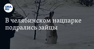 В челябинском нацпарке подрались зайцы. Видео - ura.news - Челябинская обл. - Челябинск