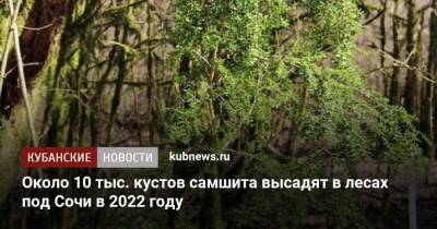 Около 10 тыс. кустов самшита высадят в лесах под Сочи в 2022 году - kubnews.ru - Россия - Сочи - Краснодарский край - Грузия - Турция - Апсны - респ. Южная Осетия - Сочи - Экология