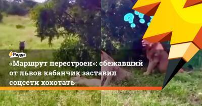 «Маршрут перестроен»: сбежавший от львов кабанчик заставил соцсети хохотать - ridus.ru