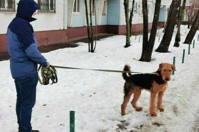 В Забайкалье предложили свое решение проблемы нападений собак - pnp.ru - Забайкальский край