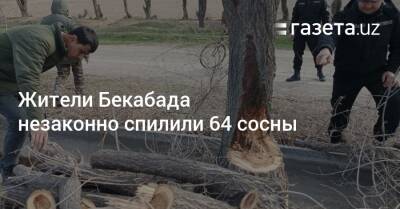 В Бекабаде незаконно спилили 64 сосны - gazeta.uz - Узбекистан