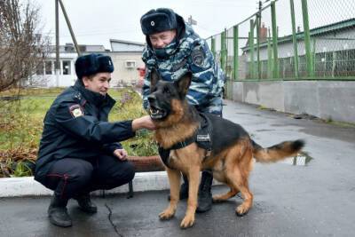 Пес из Йошкар-Олы получил награду международной премии - mk.ru - респ. Марий Эл