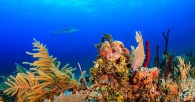 Corona восстанавливает коралловые рифы на Багамах - dsnews.ua - Украина - Багамы - Экология