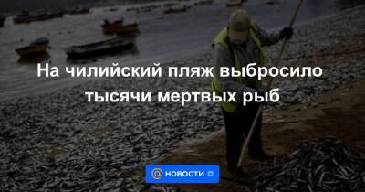 Екатерина Гура - На чилийский пляж выбросило тысячи мертвых рыб - news.mail.ru - Экология