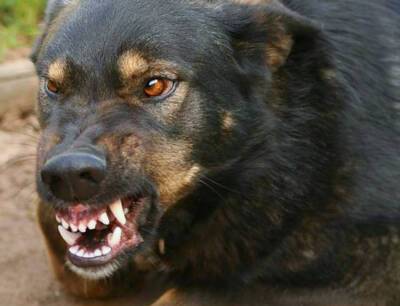 Служебная собака напала на девочку в аэропорту Пулково - newsland.com - Россия - Санкт-Петербург - окр.Сзфо