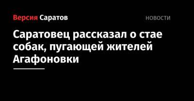 Саратовец рассказал о стае собак, пугающей жителей Агафоновки - nversia.ru - Саратовская обл. - Саратов