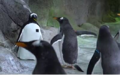 Московский зоопарк начал наблюдать за птицами с помощью фальшивого пингвина - govoritmoskva.ru - Москва - Москва