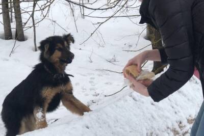 В Тверской области нашли хозяина для щенка, подобранного в поле - tver.mk.ru - Тверская обл. - район Конаковский