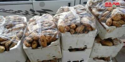 Сирия импортирует 20 000 тонн картофеля из Египта - eadaily - Сирия - Египет