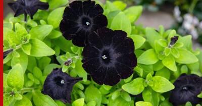 Необычный сад: 5 растений с черными цветами - profile.ru