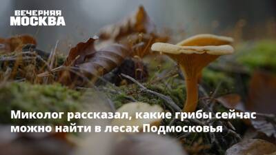 Михаил Вишневский - Миколог рассказал, какие грибы сейчас можно найти в лесах Подмосковья - vm.ru - Московская обл.