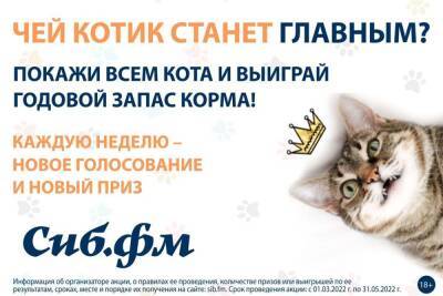 «Главного котика – 2022» выбирают в Новосибирске - sib.fm - Новосибирск