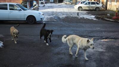 Кинолог Мойсеенко рассказал, как себя вести при встрече со стаей бродячих собак - russian.rt.com - Россия