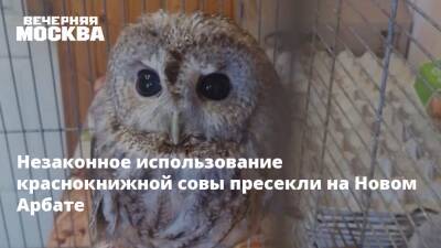 Незаконное использование краснокнижной совы пресекли на Новом Арбате - vm.ru - Москва - Москва