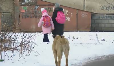 «Думала, за лицо зубами схватит». В Суоярви белый пес нападает на собак и детей - gubdaily.ru - Суоярви