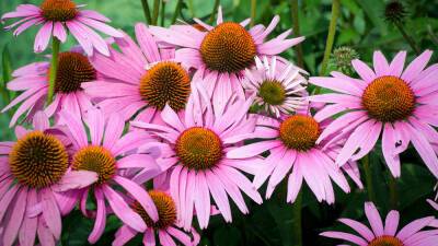 Не боятся солнца: 6 красивых, но неприхотливых цветов для сада - profile.ru