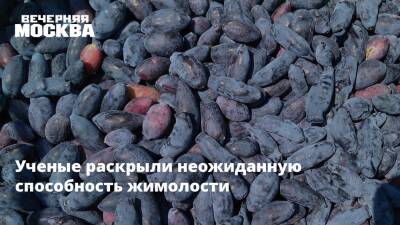 Ученые раскрыли неожиданную способность жимолости - vm.ru - Москва