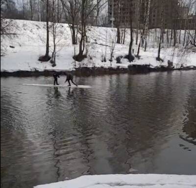 В Рыбацком заметили плывущих на льдине подростков — видео - ivbg.ru - Украина - Петербург