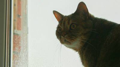 Анна Ахматова - В Санкт-Петербурге умер знаменитый кот Ося из музея Анны Ахматовой - mir24.tv - Санкт-Петербург - Скончался