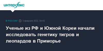 Ученые из РФ и Южной Кореи начали исследовать генетику тигров и леопардов в Приморье - interfax.ru - Москва - Россия - Китай - Южная Корея - Приморье край - Сеул