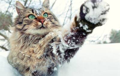 Петербургский котик решил помочь дворнику с уборкой снега - ivbg.ru - Россия - Украина