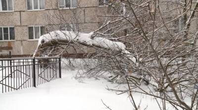 В Пензе старые деревья не выдерживают веса снега - penzainform.ru - Пенза