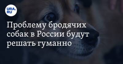 Владимир Бурматов - Проблему бродячих собак в России будут решать гуманно - ura.news - Россия - Астрахань - Владивосток - Забайкальский край