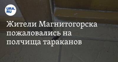 Жители Магнитогорска пожаловались на полчища тараканов. Фото, видео - ura.news - Челябинская обл. - Челябинск - Магнитогорск