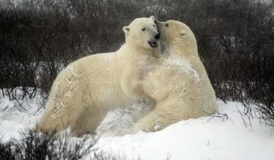 Белые медведи активно мигрируют из США в Россию - argumenti.ru - Россия - США - шт.Аляска