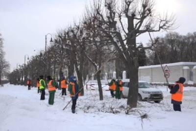 На улицах Тамбова специалисты ведут обрезку деревьев к весне - tambov.mk.ru