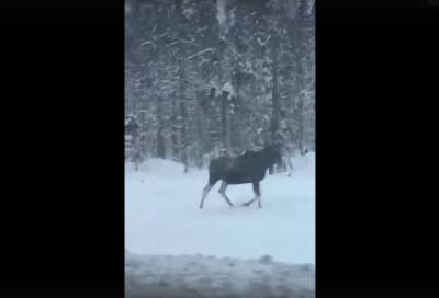 Во Всеволожском районе на видео сняли прогулку лосей - online47.ru - Санкт-Петербург