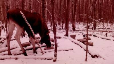 В Нижнеломовском районе браконьеры убили беременную лосиху - penzainform.ru