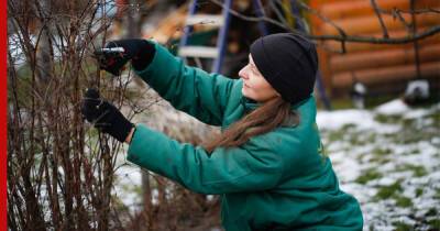 Садоводство зимой: 6 главных проблем и их решений - profile.ru - Англия