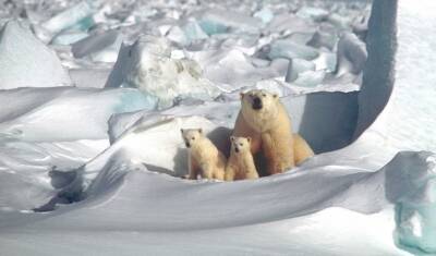 WWF России собирает средства на создание «медвежьих патрулей» в Арктике - newizv.ru - Россия - окр.Ненецкий