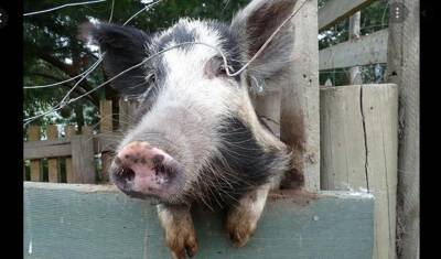 В Германии будут разводить свиней для пересадки сердца людям. Зоозащита - против - newizv.ru - США - Германия - шт. Мэриленд