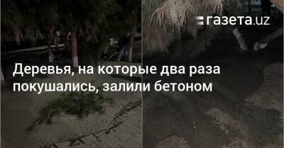 Деревья, на которые два раза покушались, залили бетоном - gazeta.uz - Узбекистан - район Юнусабадский - Экология