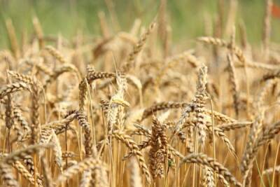 Россия сразу на четверть сократила экспорт пшеницы и ячменя - nakanune.ru - Россия