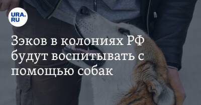 Вячеслав Володин - Сергей Носов - Александр Бастрыкин - Зэков в колониях РФ будут воспитывать с помощью собак - ura.news - Россия - Магаданская обл. - Забайкальский край