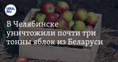 В Челябинске уничтожили почти три тонны яблок из Беларуси - ura.news - Россия - Московская обл. - Белоруссия - Челябинская обл. - Челябинск - Курганская обл.