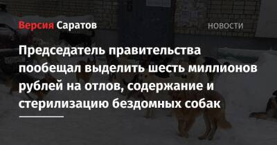 Роман Бусаргин - Председатель правительства пообещал выделить шесть миллионов рублей на отлов, содержание и стерилизацию бездомных собак - nversia.ru - Саратовская обл.