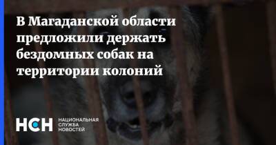 Сергей Носов - В Магаданской области предложили держать бездомных собак на территории колоний - nsn.fm - Магаданская обл.