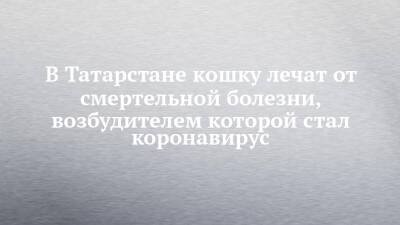 В Татарстане кошку лечат от смертельной болезни, возбудителем которой стал коронавирус - chelny-izvest.ru - респ. Татарстан - Нижнекамск