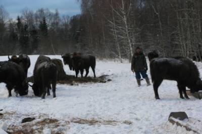 В Брянской области браконьеры смертельно ранили двух краснокнижных зубров - aif.ru - Брянская обл.