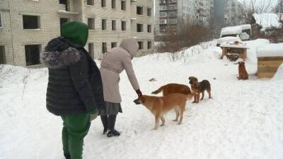 Неравнодушная пензячка помогает городу в стерилизации собак - penzainform.ru - Никольск